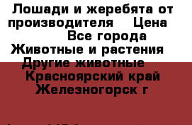 Лошади и жеребята от производителя. › Цена ­ 120 - Все города Животные и растения » Другие животные   . Красноярский край,Железногорск г.